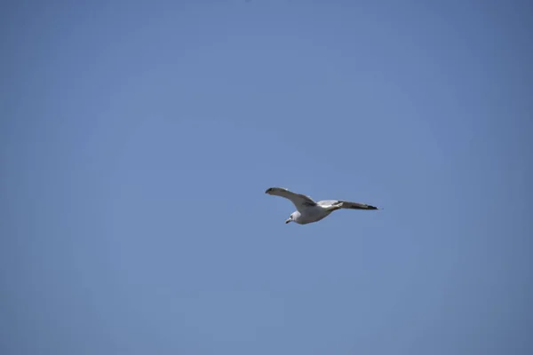 Seagull Πτήσης Στο Μπλε Του Ουρανού Θαλασσοπούλι — Φωτογραφία Αρχείου