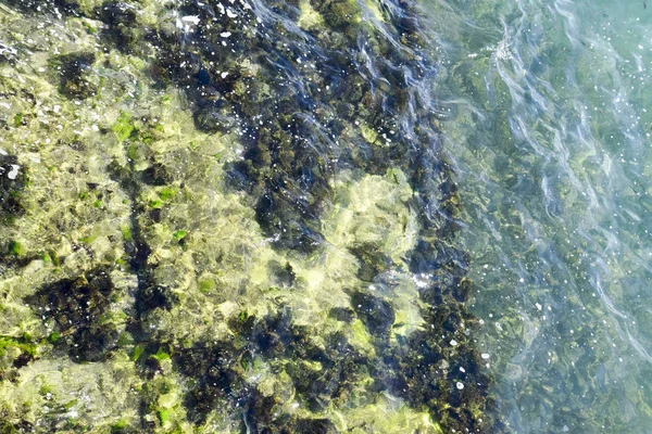 ビーチの海藻 海の波は 岩に藻類を洗う — ストック写真