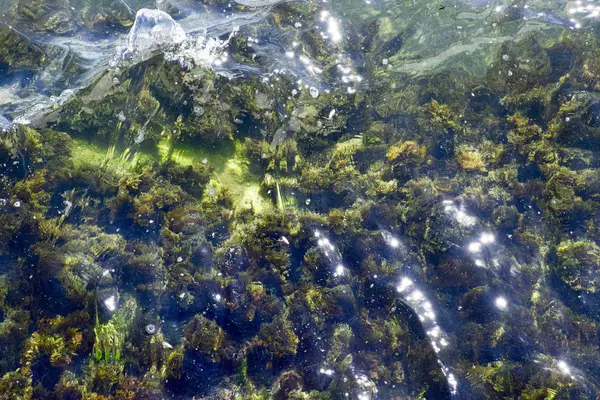 ビーチの海藻 海の波は 岩に藻類を洗う — ストック写真