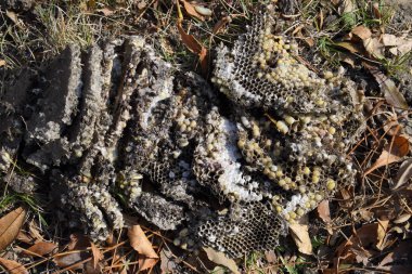 Vespula vulgaris. Eşekarısı yuvası yok. Petek kovanına yüzeyinde çekilmiş. Larva ve pupa eşekarısı.