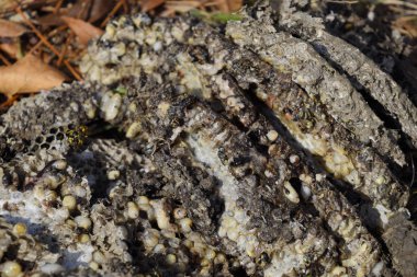 Vespula vulgaris. Eşekarısı yuvası yok. Petek kovanına yüzeyinde çekilmiş. Larva ve pupa eşekarısı.
