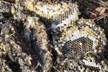 Vespula vulgaris. Eşekarısı yuvası yok. Petek kovanına yüzeyinde çekilmiş. Larva ve pupa eşekarısı.