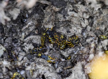 Vespula vulgaris. Hornets yuva yok. Bir petek hornets yuva yüzey üzerinde çizilmiş. Larva ve pupa eşekarısı.
