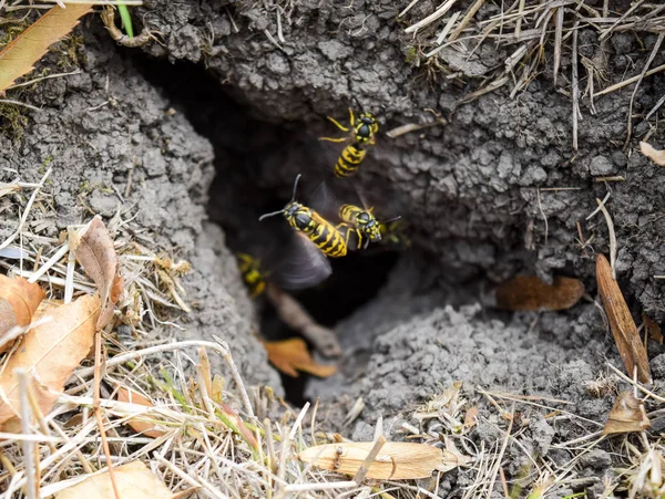 Vespula Vulgaris Las Avispas Vuelan Nido Mink Con Nido Álamo —  Fotos de Stock