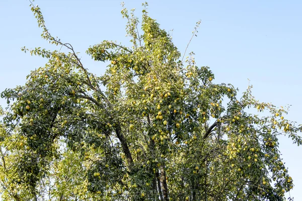 树上树枝上的梨果 梨树老 — 图库照片