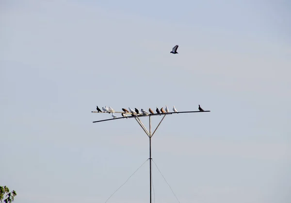 Tauben Auf Dem Sitz Zuchttauben — Stockfoto