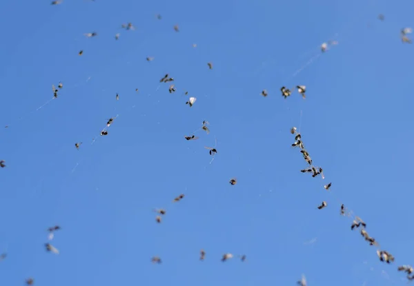 Geflügelte Ameisen Netz Gefangen Von Einem Ameisennetz — Stockfoto