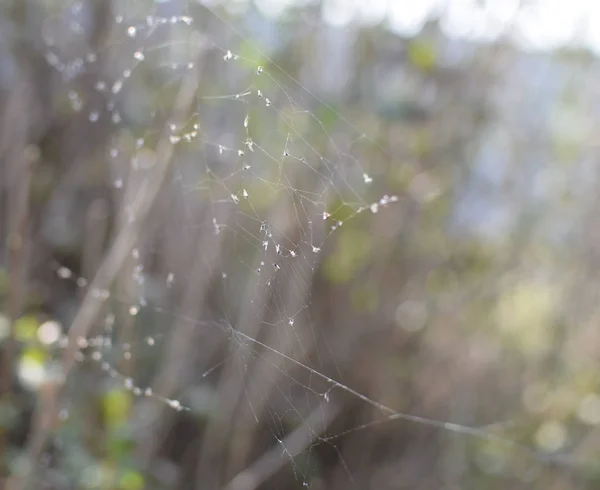 网中有翅膀的蚂蚁 被蚂蚁的蛛网抓住 — 图库照片