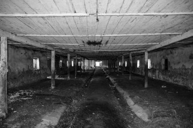 Çiftlikte inekler için terk edilmiş bir. Stil terk.