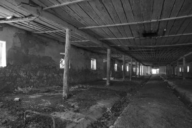 Çiftlikte inekler için terk edilmiş bir. Stil terk.