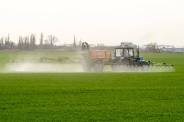 Yüksek tekerlekli traktör gübre üzerinde genç buğday yapıyor. İnce dağınık sprey kimyasalların kullanımı. Traktör ince dağınık gübre için bir sprey cihazı ile.