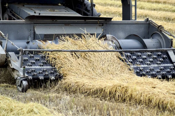 Rice harvesting by the combine — Stock Photo, Image