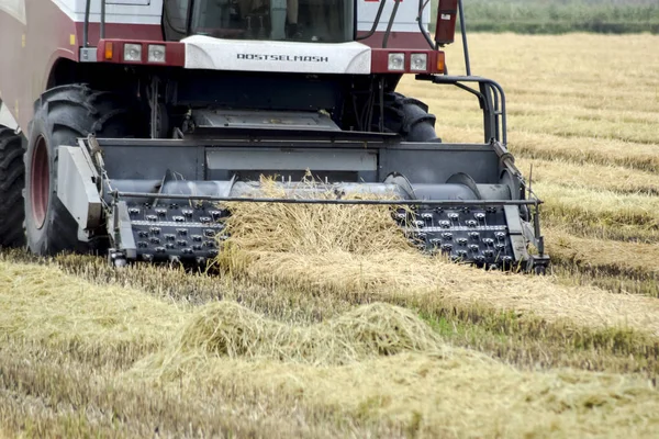 Russia Poltavskaya Village September 2015 Rice Harvesting Combine Autumn Harvesting — Stock Photo, Image