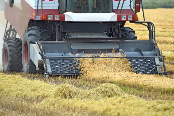 Collection sloping rice threshing. Agricultural machinery harvest on the field. — Stock Photo, Image