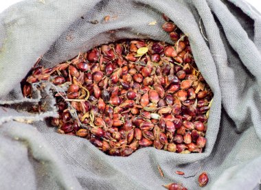 Sorgum tohumları bir çantada. Bir süpürge kırmızı tohumları. Sorgum kıç. Sorgum tohum bir çanta. sorgum tohum Ekim için.