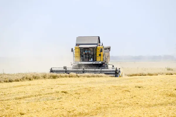 Fields Krasnodar Russia July 2017 Harvesting Wheat Combine Harvester Field — Stock Photo, Image