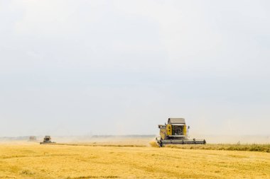 Krasnodar, Rusya Federasyonu - 15 Haziran 2017 alanları: buğday ile birleştirin hasat hasat. Olgun buğday tarlası. Tarım makineleri.