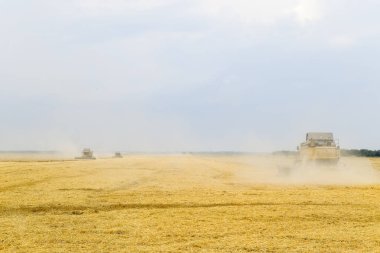 Buğday ile birleştirin hasat hasat.