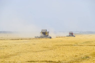 Krasnodar, Rusya Federasyonu - 15 Haziran 2017 alanları: buğday ile birleştirin hasat hasat. Olgun buğday tarlası. Tarım makineleri.