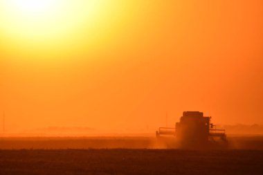 Harvesting by combines at sunset. clipart