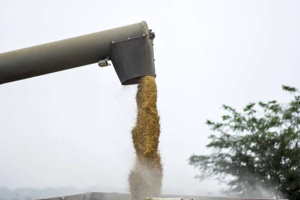 Vis de déchargement une moissonneuse-batteuse. Déchargement du grain d'une moissonneuse-batteuse dans un camion — Photo