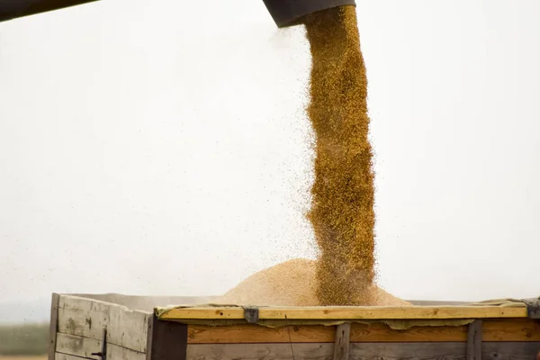 Vis de déchargement une moissonneuse-batteuse. Déchargement du grain d'une moissonneuse-batteuse dans un camion — Photo