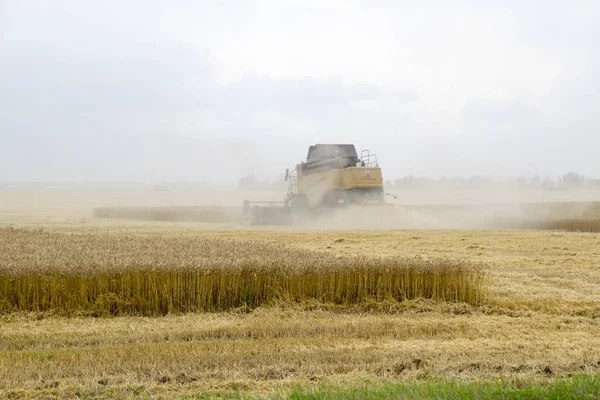 Combain collecte sur la récolte de blé. Machines agricoles dans le domaine . — Photo