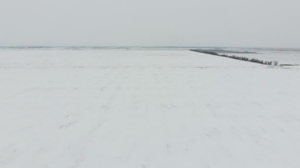 Vista Superior Campo Arado Invierno Campo Trigo Nieve — Vídeos de Stock