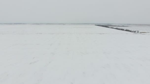 Vue Dessus Champ Labouré Hiver Champ Blé Dans Neige — Video