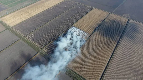 La quema de paja de arroz en los campos. Humo de la quema de paja de arroz en cheques. Fuego en el campo — Foto de Stock