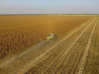 Hasatçı mısırı hasat eder. Hasat makinesinin yardımıyla mısır koçanlarını toplayın. Tarlada olgun mısır.