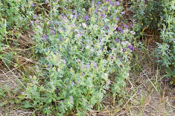 Campo Alfafa Haymaking Alfalfa Campo Floração Primavera — Fotografia de Stock