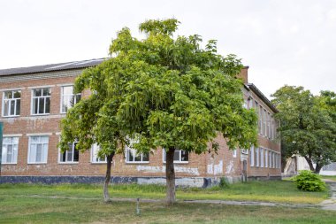 Puro ağaç Katalpa bignonioides Parklar ağacında.