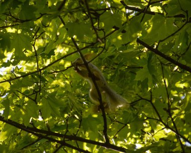 Bir akçaağaç dalları üzerinde bir sincap. Sincap bir orman kemirgen olduğunu.