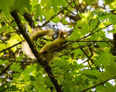 Bir akçaağaç dalları üzerinde bir sincap. Sincap bir orman kemirgen olduğunu.