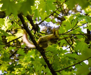 Bir akçaağaç dalları üzerinde bir sincap. Sincap bir orman kemirgen olduğunu.