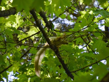 Bir akçaağaç dalları üzerinde bir sincap. Sincap bir orman kemirgen olduğunu.