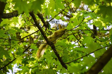 Bir akçaağaç dalları üzerinde bir sincap. Sincap bir orman kemirgen olduğunu.