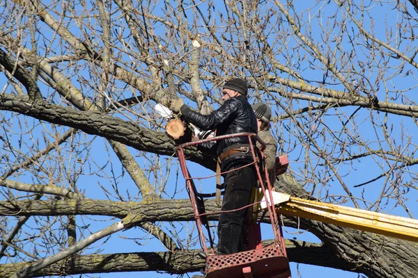 Pruning trees using a lift-arm. Chainsaw Cutting unnecessary branches of the tree. Putting in order of parks and gardens.