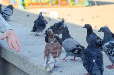 Güvercinler beton raylar üzerinde. Kızın yanında güvercinler.
