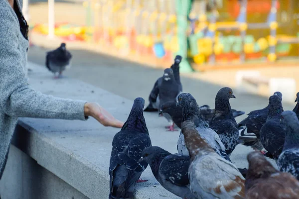 Güvercinler Beton Raylar Üzerinde Kızın Yanında Güvercinler — Stok fotoğraf