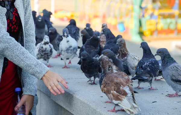 Tauben Auf Betonschienen Das Mädchen Neben Den Tauben — Stockfoto