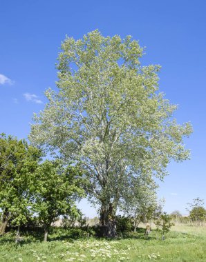 Simli kavak ve diğer ağaçlar gökyüzü manzara.
