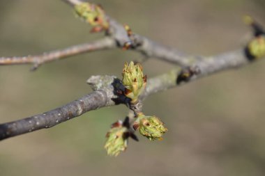 Çiçek tomurcukları armut ağacının. Böbrek armut geçiyoruz. Bahçede bahar.