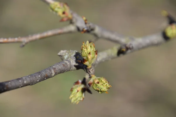 Brotes Florecientes Peral Disuelve Las Peras Renales Primavera Jardín — Foto de Stock