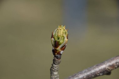 Çiçek tomurcukları armut ağacının. Böbrek armut geçiyoruz. Bahçede bahar.