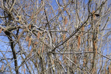 Çiçekli ela fındık. Hazel kedicikler dallar.