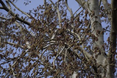 Çiçekli gümüş kavak. Baharda gümüş kavak ağacı. Çiçeklerden kavak tüyü - küpeler.
