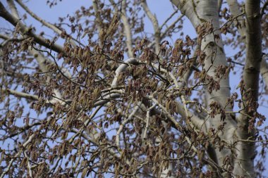 Çiçekli gümüş kavak. Baharda gümüş kavak ağacı. Çiçeklerden kavak tüyü - küpeler.