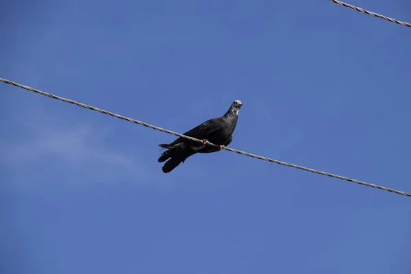 Heimische Vollbluttaube Sitzt Auf Einem Hochspannungskabel — Stockfoto